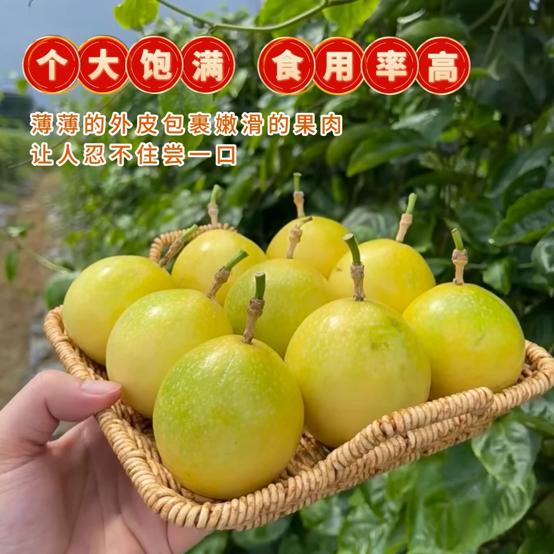 钦蜜九号黄金百香果香甜多汁新鲜采摘13个装单果50-60g坏果包赔