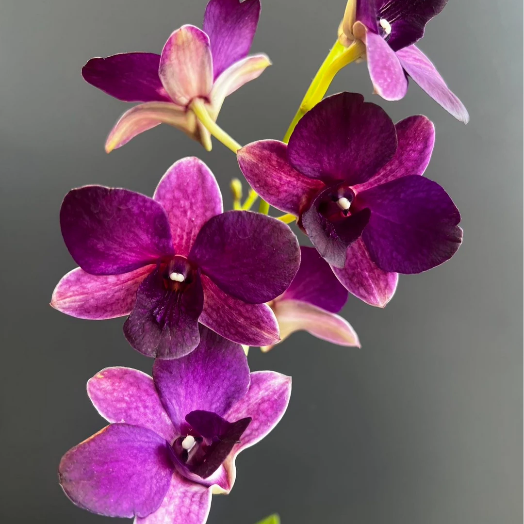 【大紫眸】秋石斛石斛兰盆栽四季开花（开花机器）