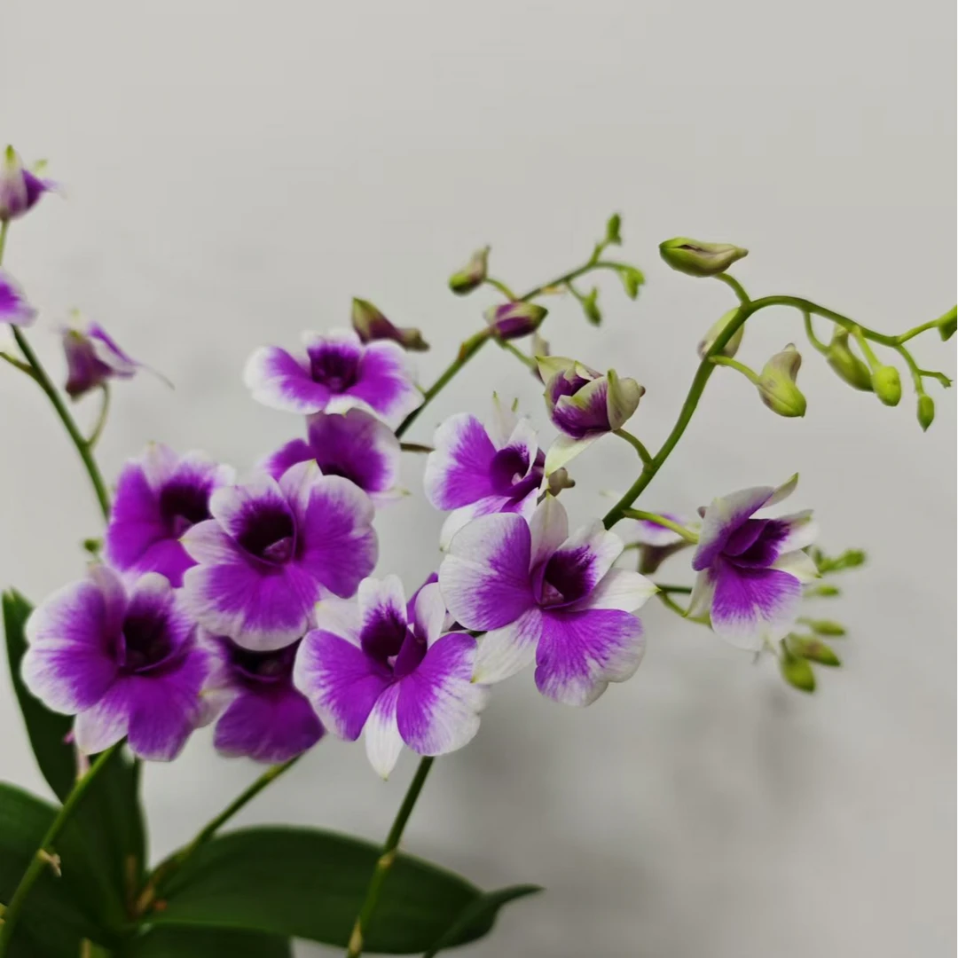 【粉黛】秋石斛90杯石斛兰盆栽四季开花（开花机器）