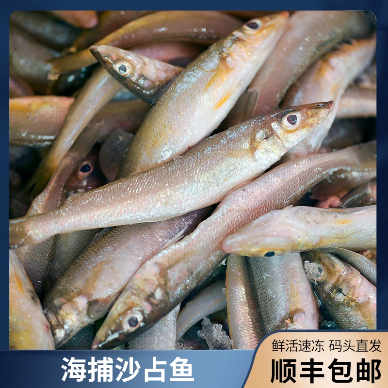 广东博贺港野生海捕沙尖鱼/沙占鱼 3斤（约7-8条/斤） 顺丰京东冷链