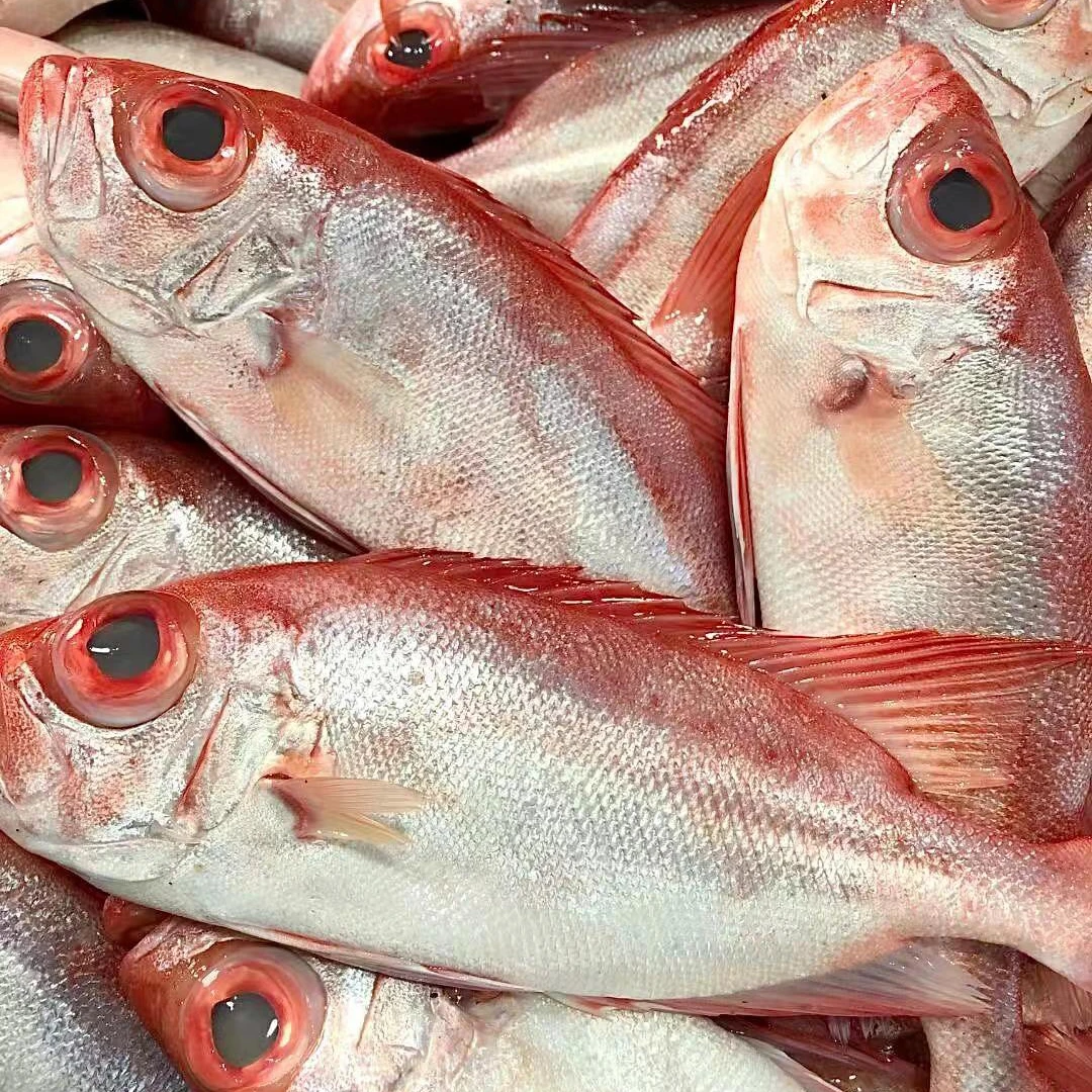 海钓红目鲢 5斤（2条/斤） 大眼鸡鱼 速冻发货 顺丰包邮
