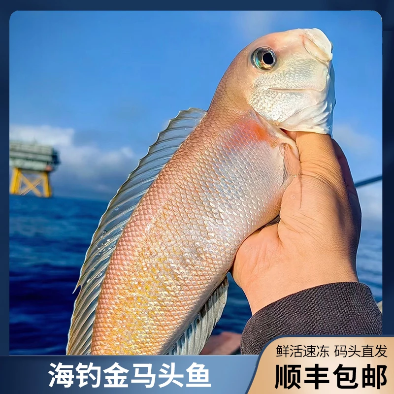海钓金马头鱼  广东博贺港深海海钓金马头鱼 鲜活速冻  顺丰包邮