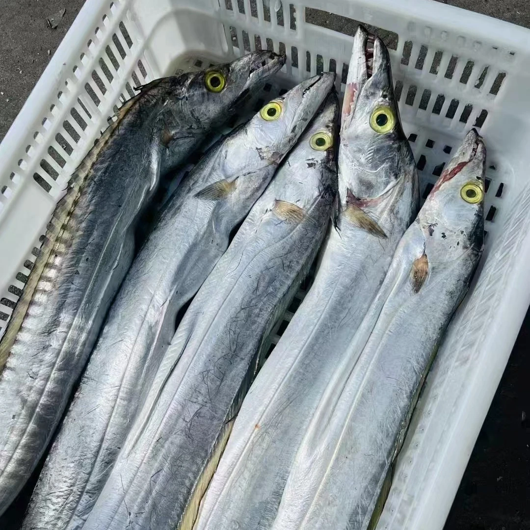 海钓中带鱼 8-10条/共5斤 天然野生冬季油带 切段发货真空包装