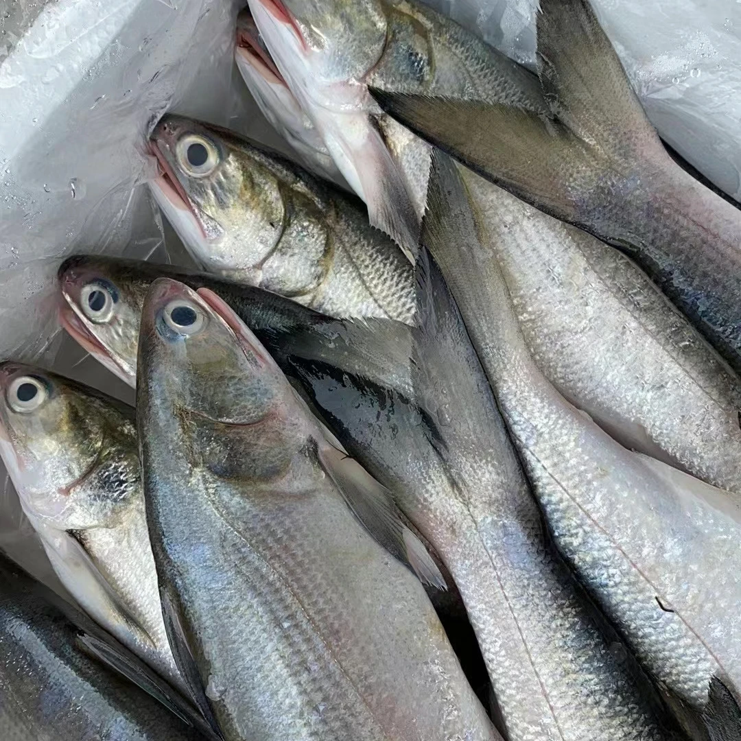 海捕马友鱼  午鱼午笋天然野生海捕  鲜活速冻 顺丰发货