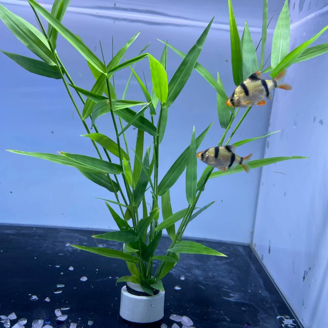 南美水竹青竹水草懒人净水族鱼缸定植中后景缸新手好养定植造景
