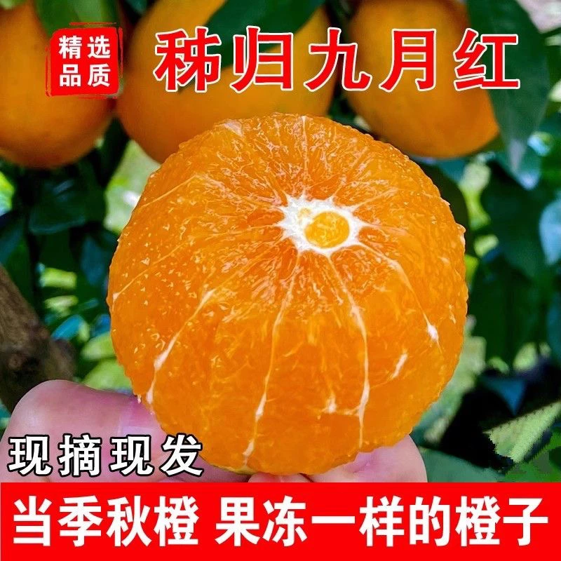 《乡村文自营品》湖北秭归九月红果冻橙5斤装