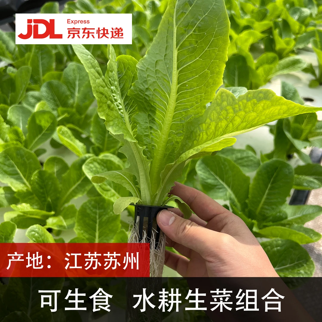 2斤【水耕生菜】罗马/意大利/红散叶/红珊瑚/奶油生菜 京东发货