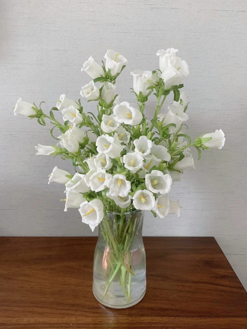 风铃花云南基地直发清新