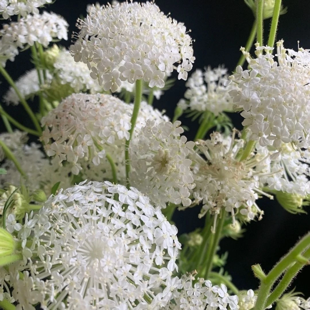 新鲜翠珠花批发花店摆地摊基地直发