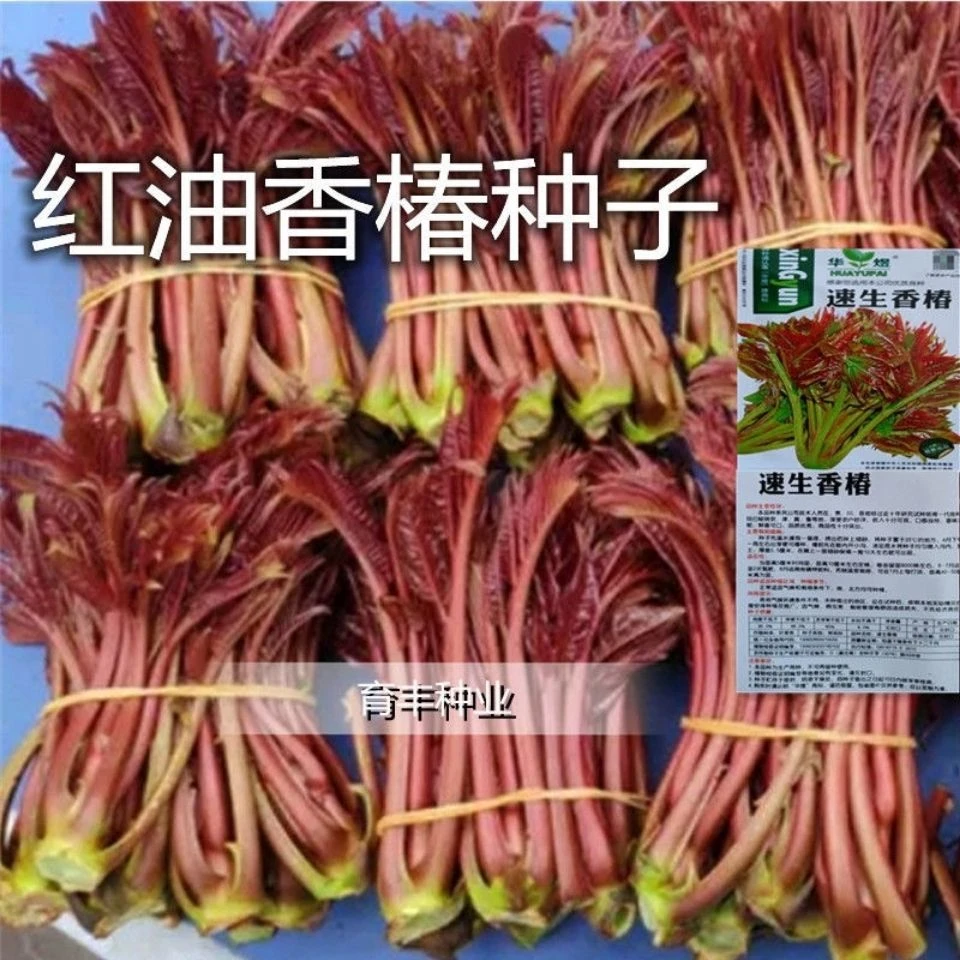 红油香椿种子速生香椿红香椿树种籽四季易种红叶香春芽菜蔬菜种籽