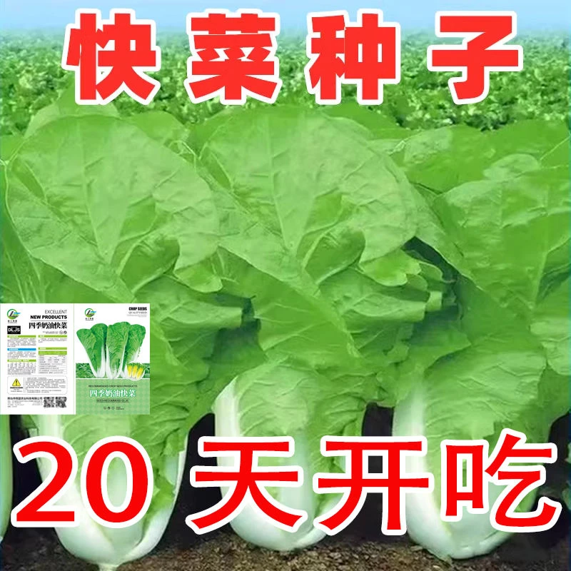 快菜种子种籽四季小白菜蔬菜青菜菜种孑子籽种大全白莱快菜种