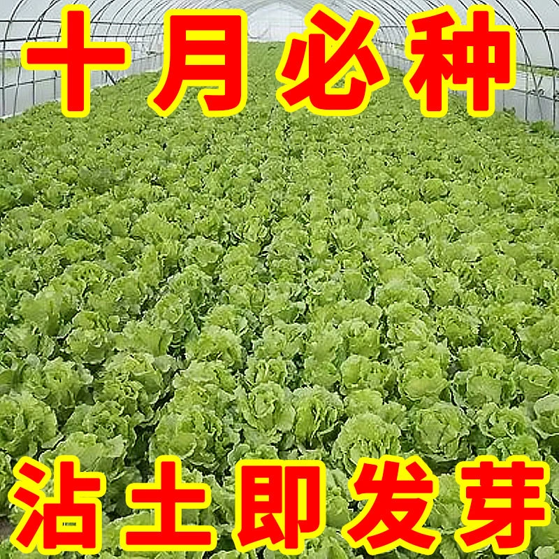 【新种子】正宗甜脆意大利生菜种子生吃生菜籽农家蔬菜种子大全