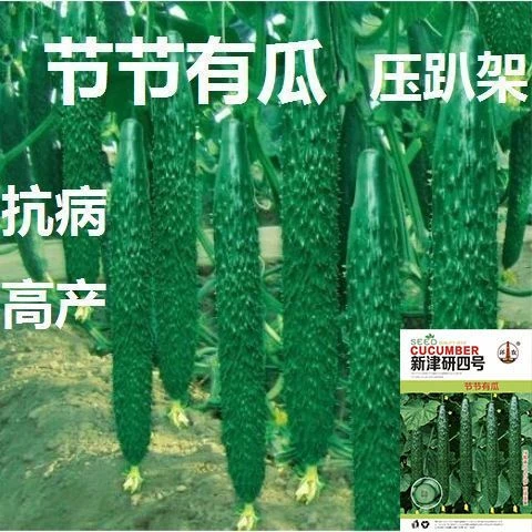 荷兰黄瓜种子进口 强雌耐热 水黄瓜种籽油亮绿瓤四季高产阳台盆栽
