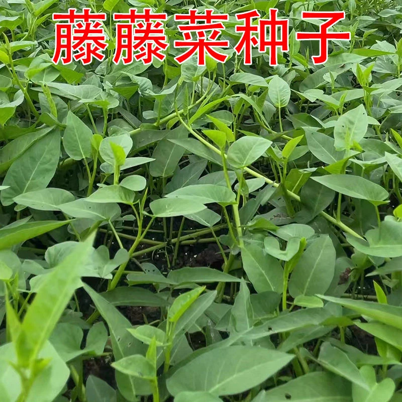 爬藤空心菜种子高产生长快速水培地栽盆栽阳台种植脆嫩空心菜种子