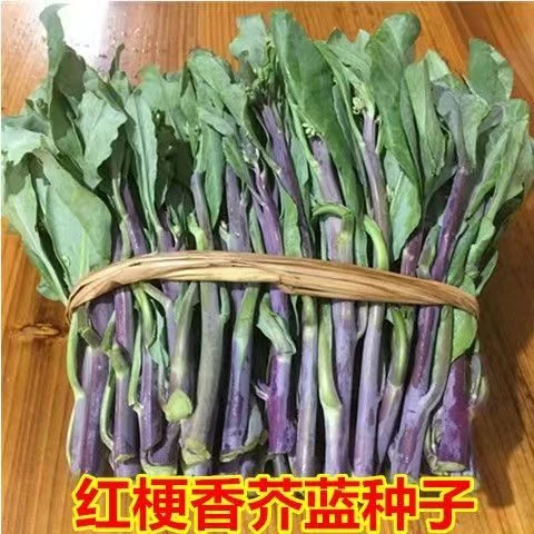 潮汕红梗香芥蓝种子红脚芥兰红杆甜芥蓝春秋四季盆栽青菜蔬菜种籽