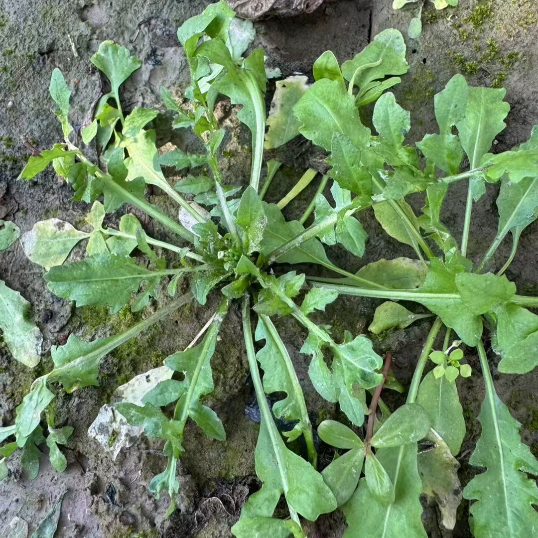 吴叔叔崇明野生荠菜3斤装