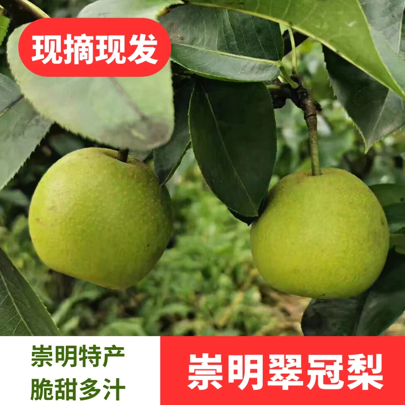 崇明本地新鲜现摘翠冠梨12个装