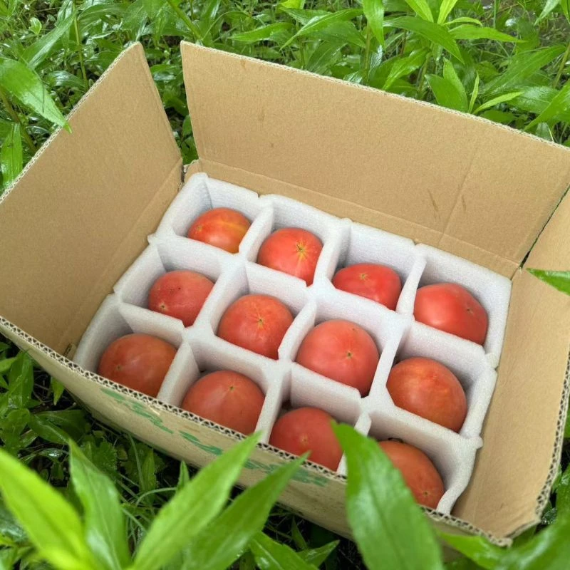 吴叔叔番茄12个4.5斤左右/24个9斤左右/箱