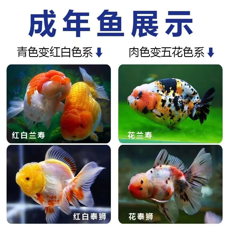 兰寿泰狮金鱼3－5厘米活体二选三选包邮送小苗备损养鱼