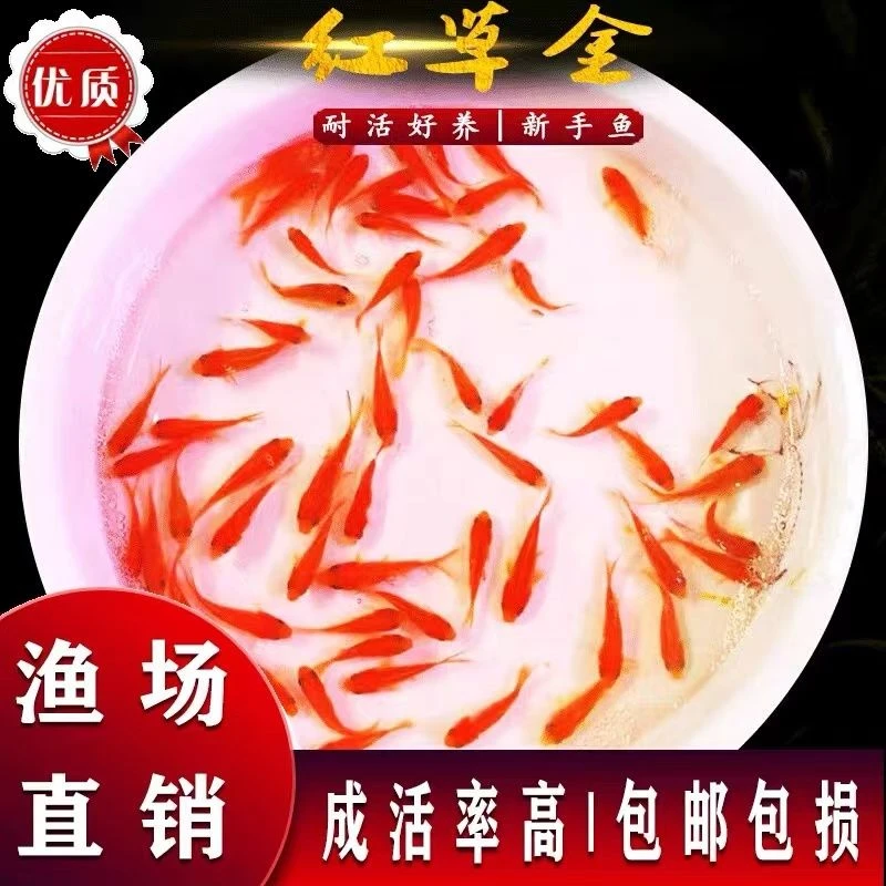 【特价鱼】养不死的草金鱼观赏鱼招财小金鱼批发耐活好养冷水活鱼