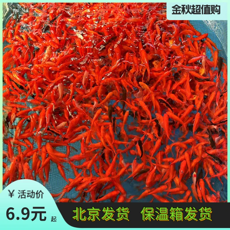 耐活好养不怕冷观赏鱼冷水鱼草金鱼小金鱼小红草包邮批发