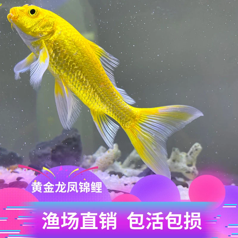 黄金龙凤锦鲤鱼招财鱼黄金锦鲤好养耐活冷水小鱼苗活体金鱼观赏鱼