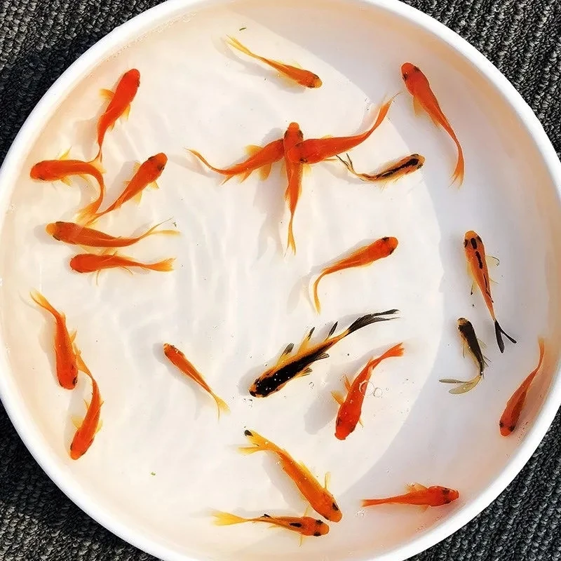 草红鱼不用打氧的红鱼好养耐活小鱼养不死自来水活鱼锦鲤包邮包活