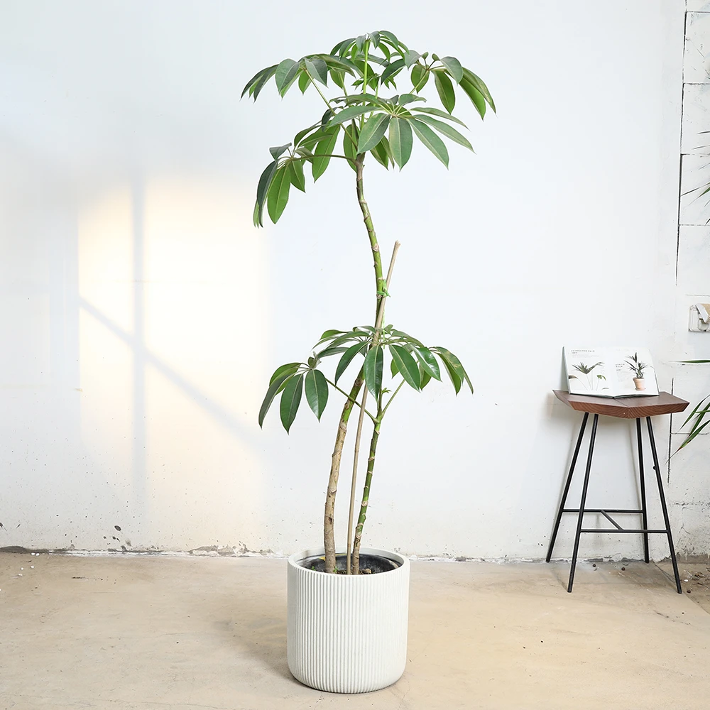 设计师款镁泥花盆室内绿植种树大花盆北欧轻奢盆器简约器型室外07