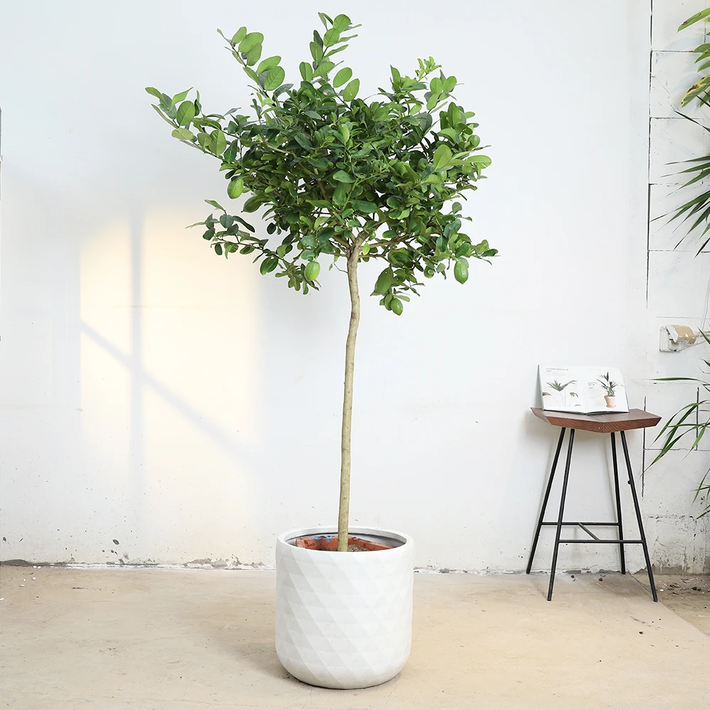 设计师款镁泥花盆落地绿植盆器大号花盆种树盆器耐用轻奢款简约12