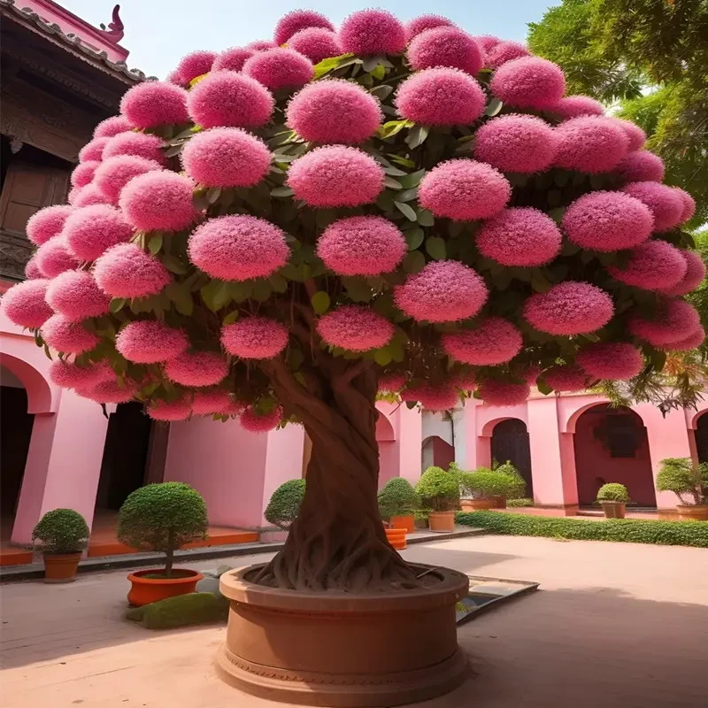 耐寒流苏树苗盆栽庭院绿化植物南北方种植花卉四月雪风景树庭院树