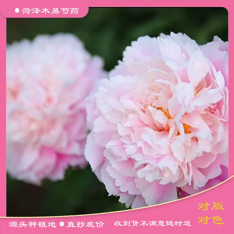 【云层粉】（预售10天后开始发货）芍药花苗带芽 重瓣千层芍药花