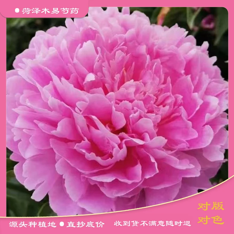 【少女装】（预售10天后开始发货）芍药花苗带芽 重瓣千层芍药花