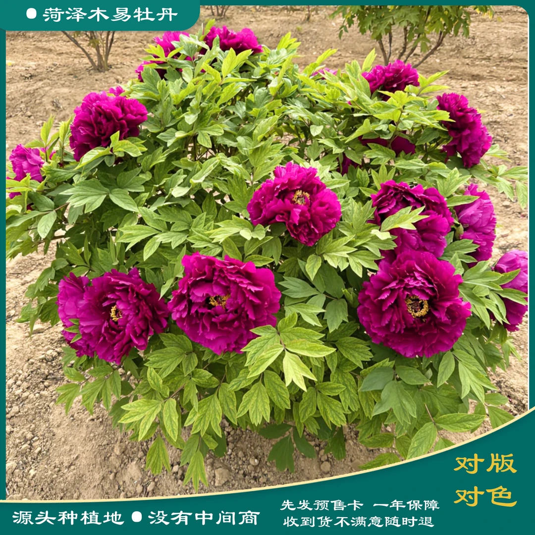 【乔红争艳】 牡丹花苗 先发肥料 秋季发苗  紫气东来颜色鲜艳