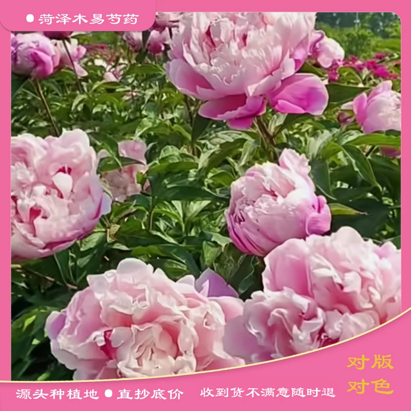【粉凌红花】（预售10天后开始发货）芍药花苗带芽 重瓣千层芍药花