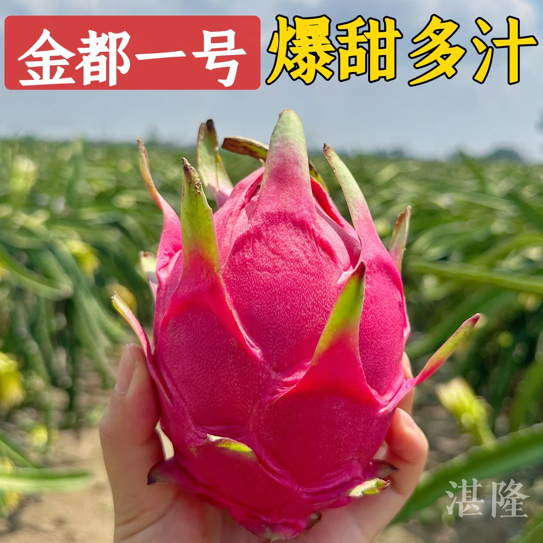【农林卫视 】金都一号红心火龙果新鲜整箱批发4.7-5斤  坏果包赔