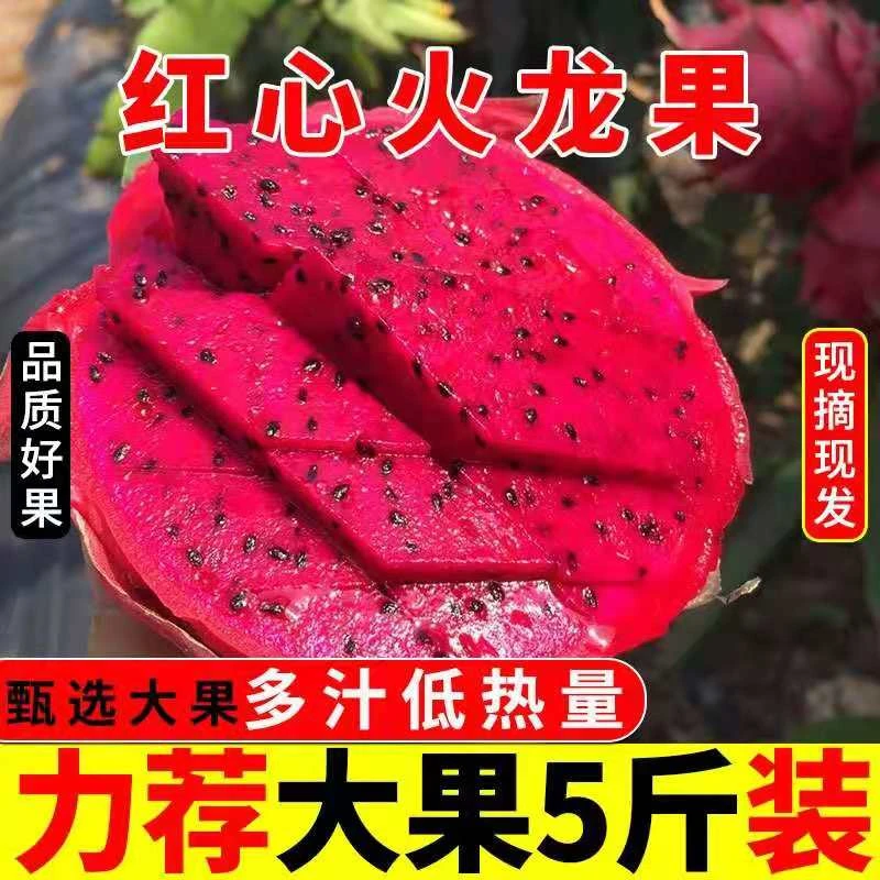 【邮政助力乡村】金都一号红心火龙果新鲜整箱批发5斤  坏果包赔