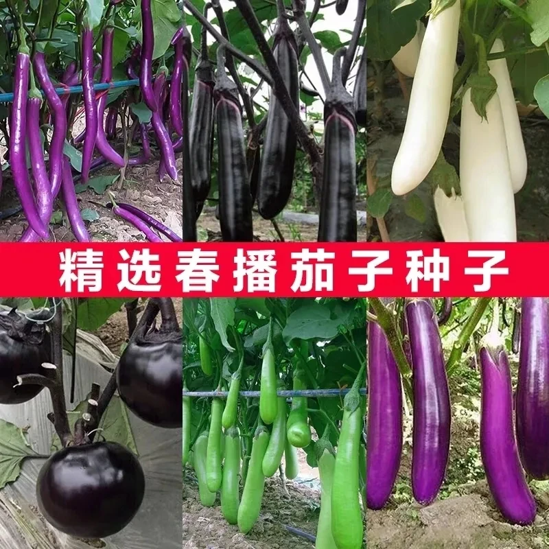 二苠茄茄子种子特大特黑耐盐碱耐高温茄子种籽圆茄高产四季孑春季