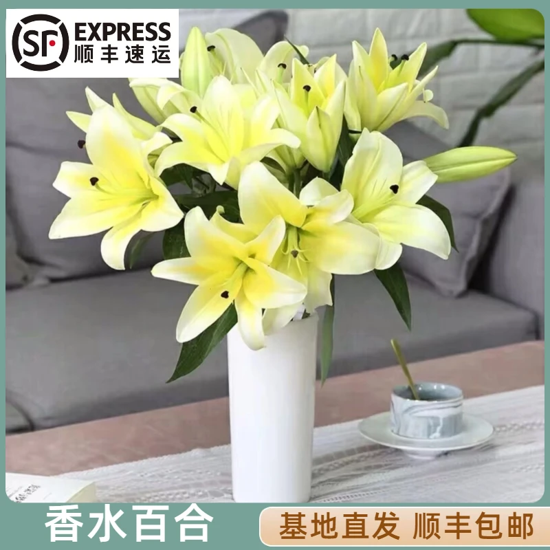 【顺丰包邮】香水百合花苞发货 基地直发 水养鲜切花 室内节日插花