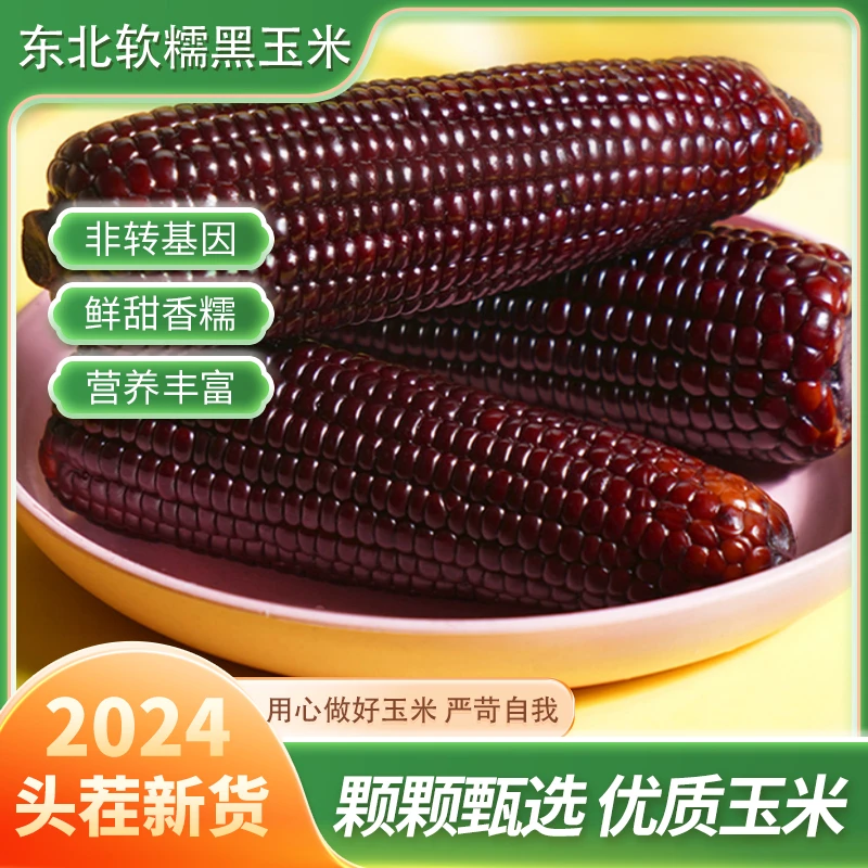 东北黑糯玉米黑土非转零添加零防腐减脂精选10支2000g以上一大箱