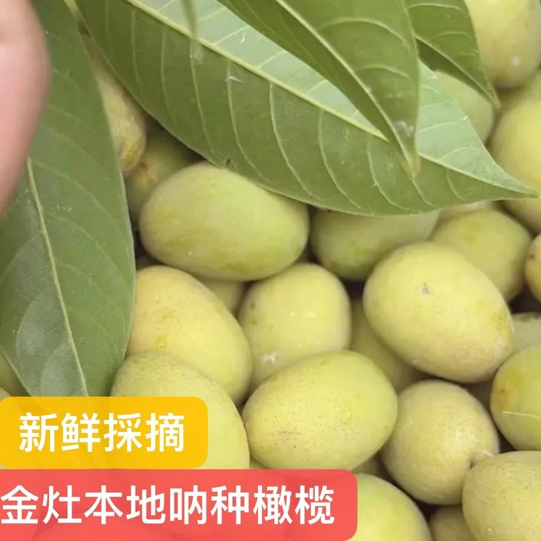 金玉卿姑 金灶本地老树呐种橄榄 新鲜采摘 生吃浓香回甘 一斤装