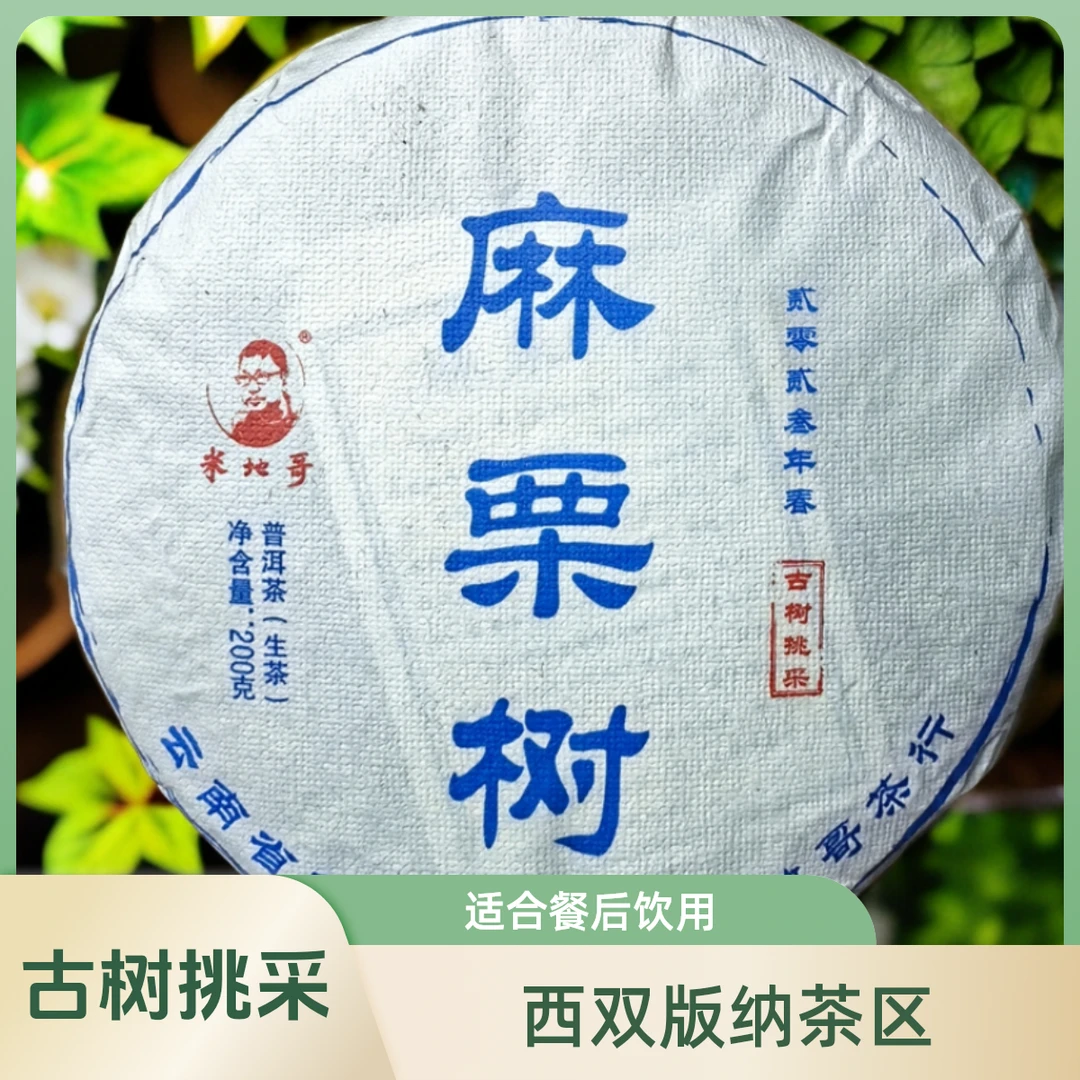 麻栗树（倚邦）2023 花果香 春茶古树挑采 生茶 200克