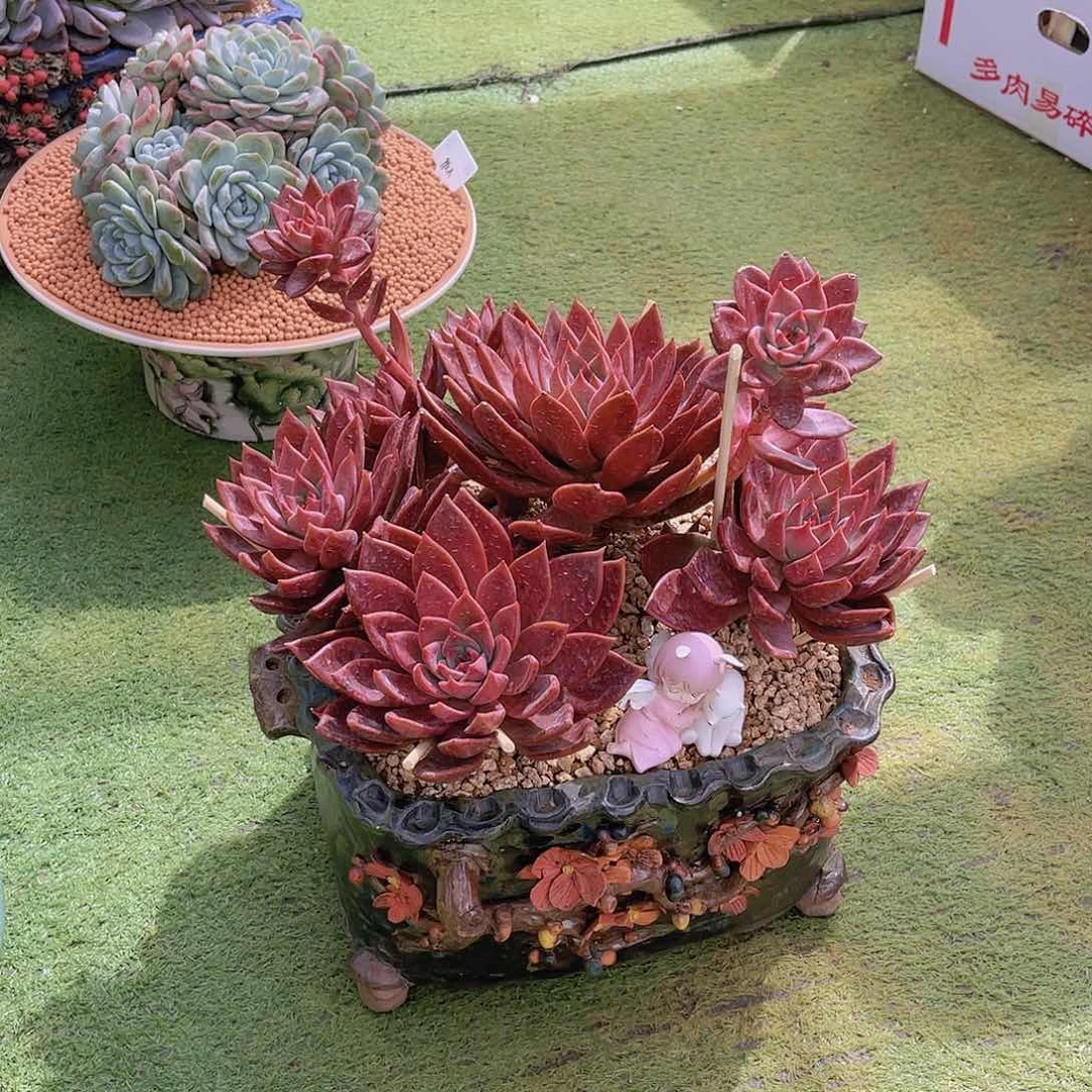梓*多肉红糖卡差价