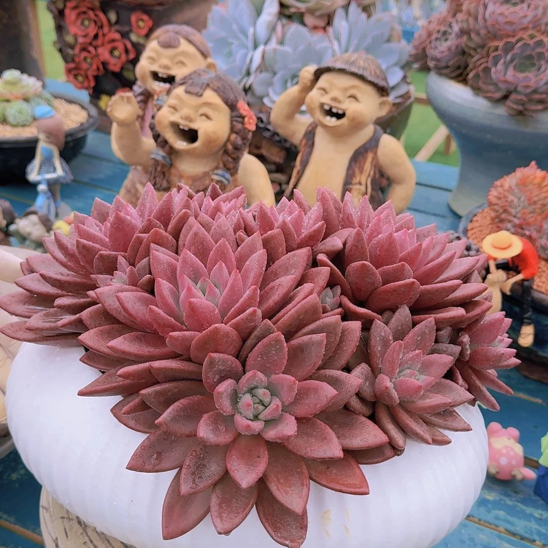 梓*多肉知音梓姐漂亮