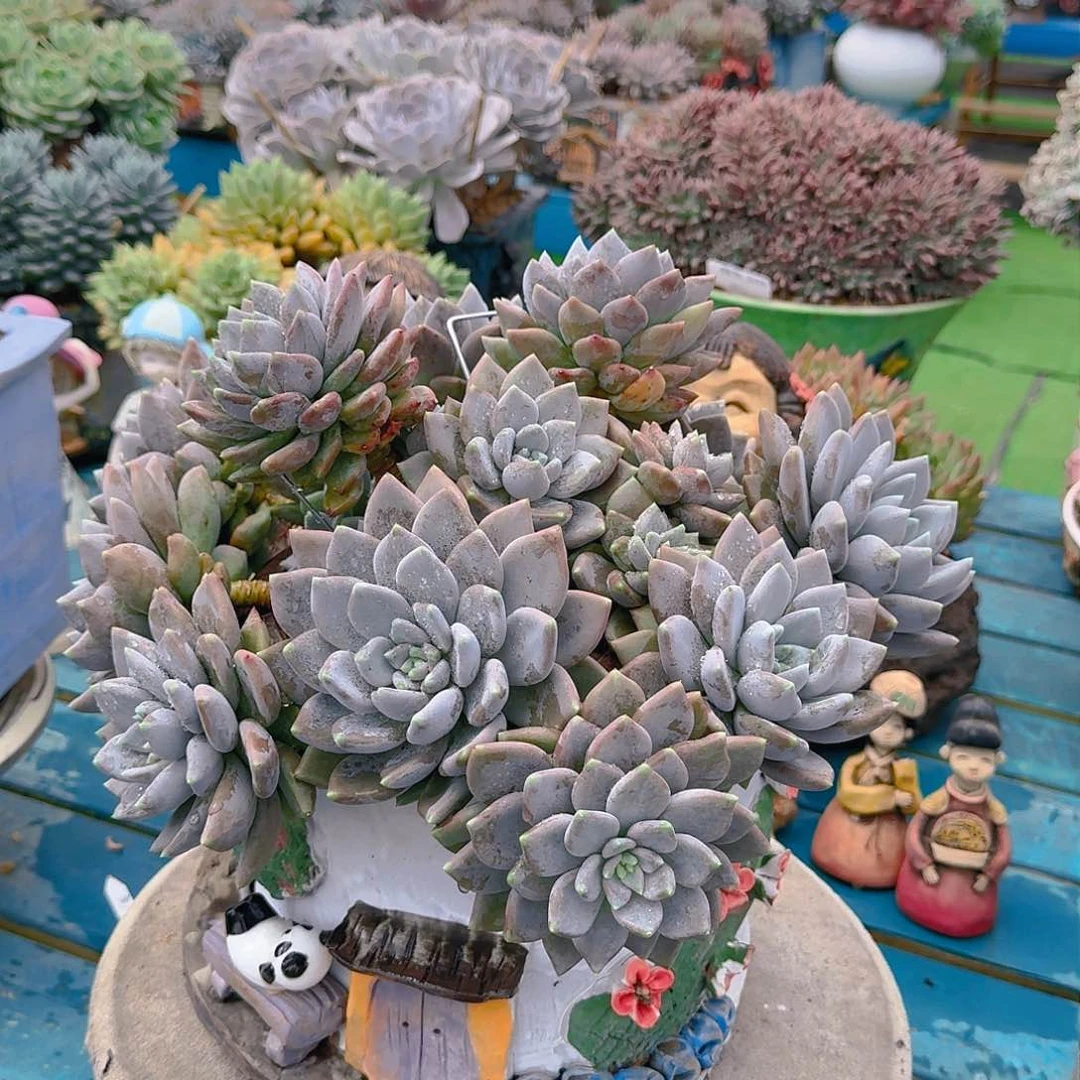 家****?白雪女王可姐