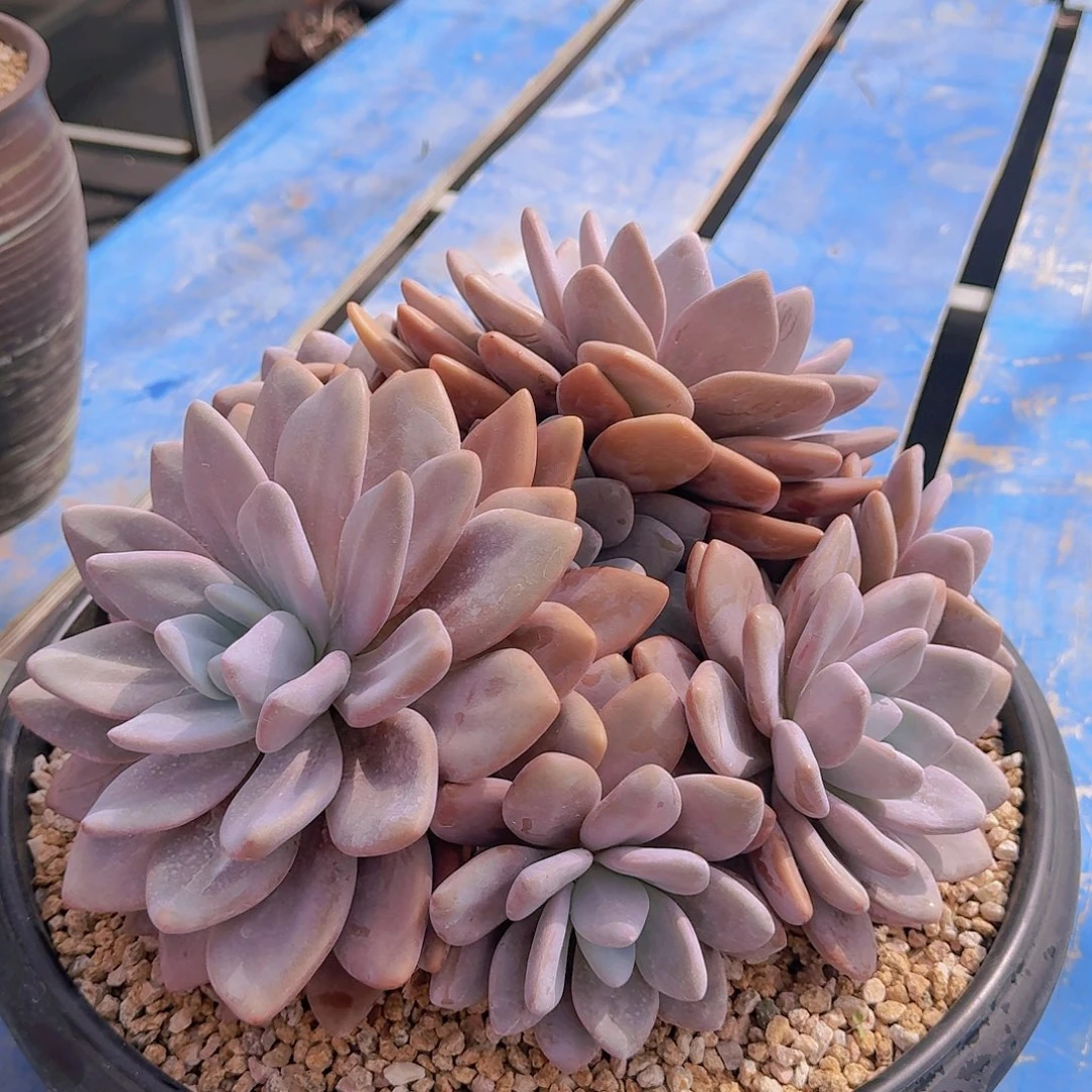 豆**?多肉盆豆芽漂亮