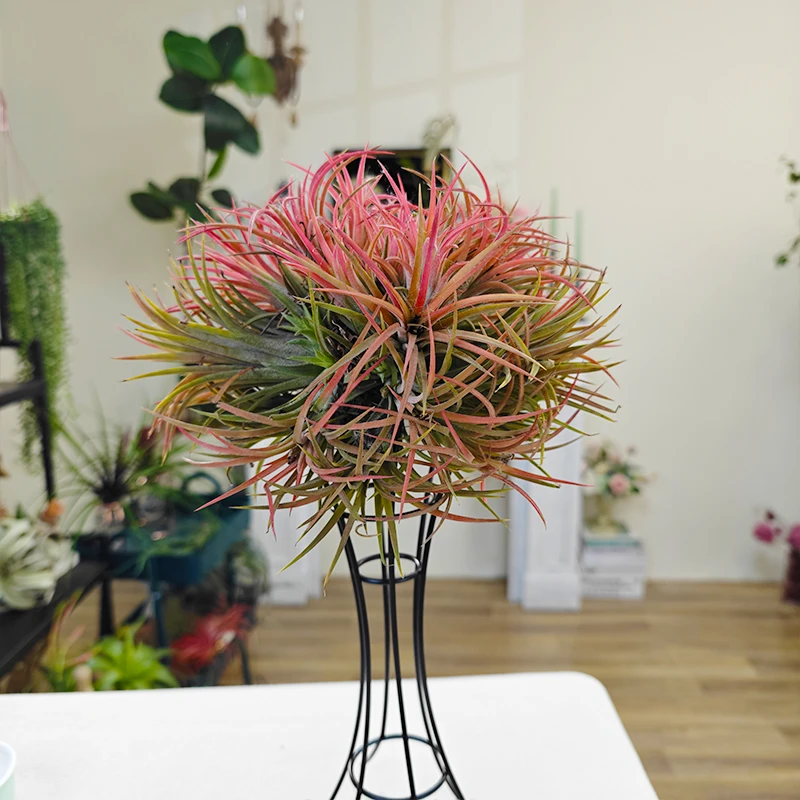 空气凤梨 红精灵球组合桌摆卧室阳光新款直发室内无土