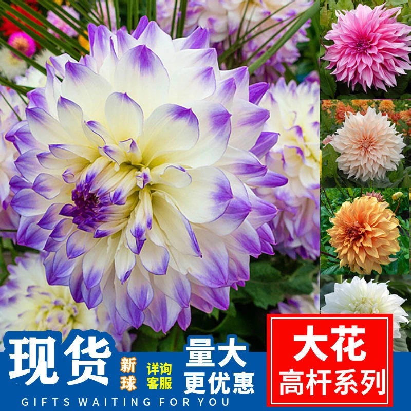 重瓣大丽花种根四季开花多年生地瓜花种球阳台庭院绿植花卉好养活
