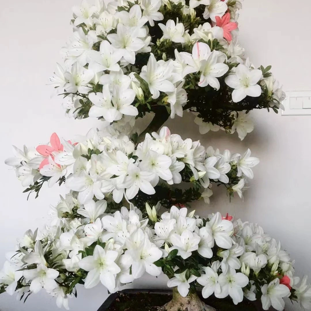 杜鹃花素材苗---8