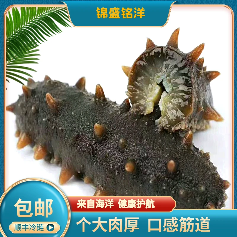 锦盛铭洋【直播专享】大连辽刺参冷蒸海参500克即食海参口感劲道