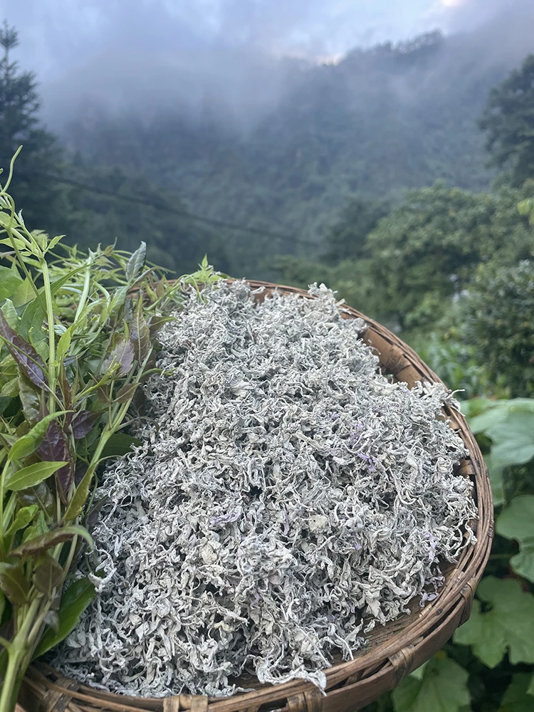 张家界高山霉茶芽尖尖